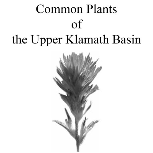 common-plants-of-upper-klamath-basin