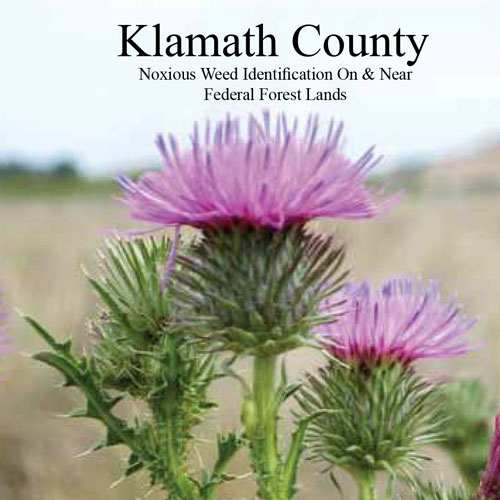 klamath-county-noxious-weed-identification