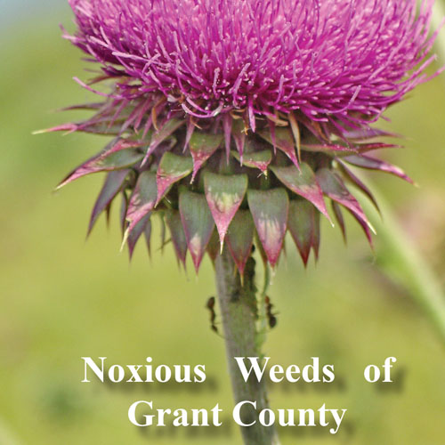 noxious-weeds-of-grant-county