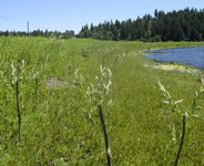 Mouse Field Wetland Restoration Project