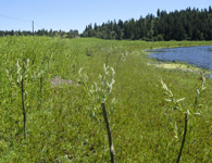 Mouse Field Wetland Restoration Project